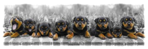 Mange rottweiler hvalpe